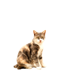 Related cat image: A Poised Cat Sits In Front Of Ancient Stone Architecture. 15832